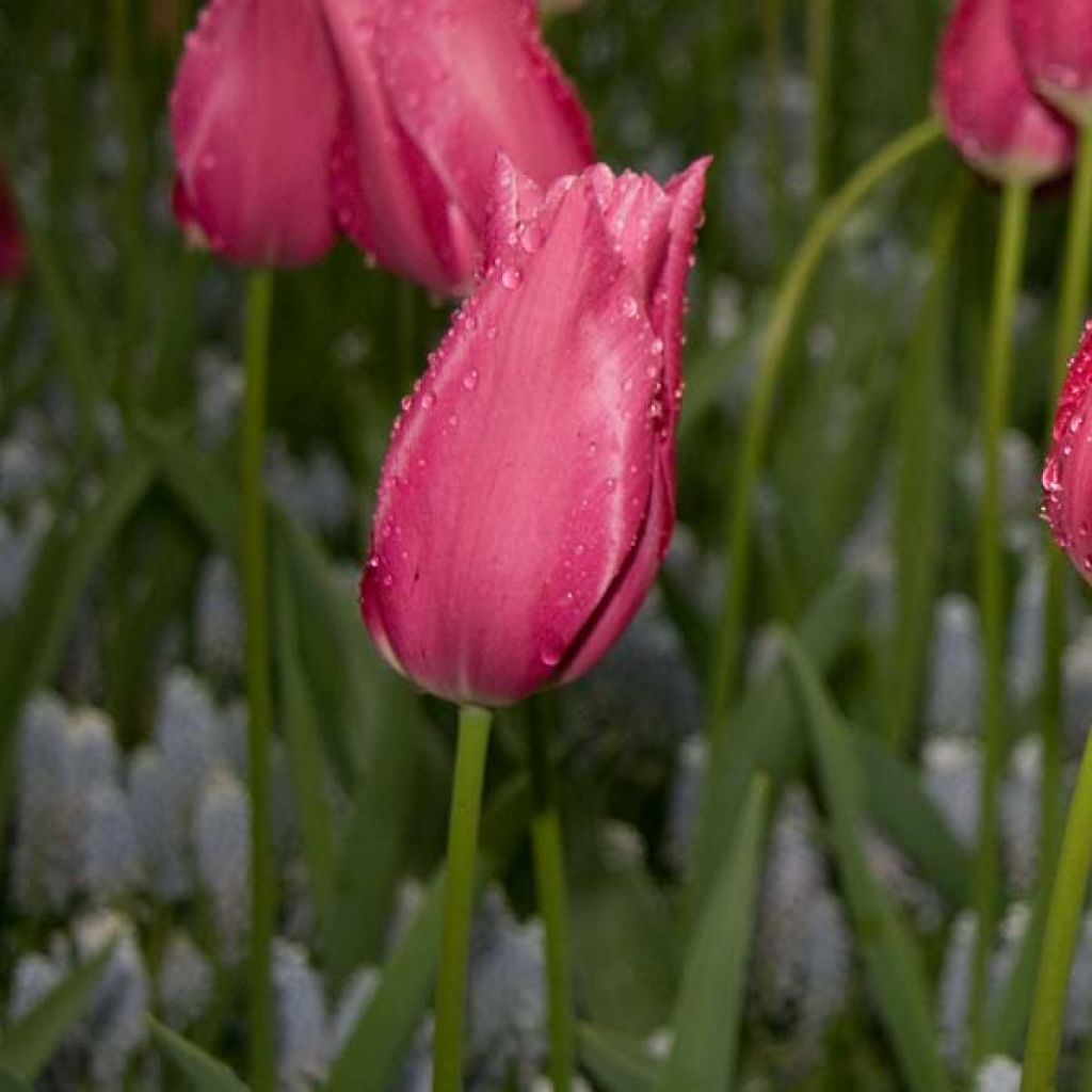 Tulipe Fleur De Lis Maytime