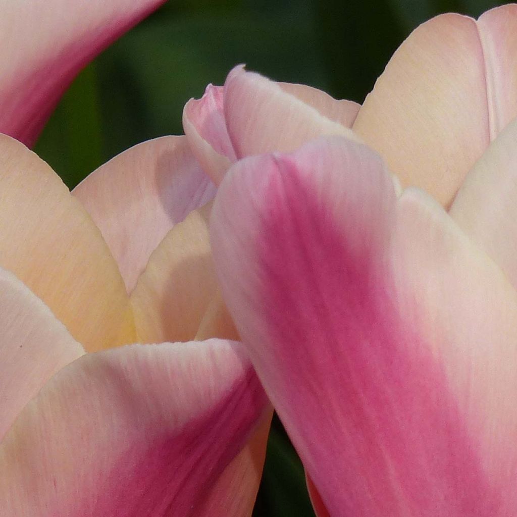 Tulipa Sanne - Lily flowering Tulip