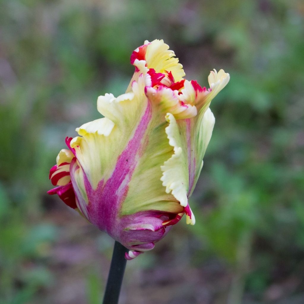 Tulipa Flaming Parrot - Parrot Tulip