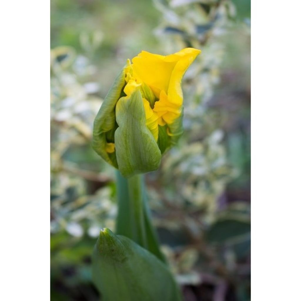 Tulipa Yellow Sun - Parrot Tulip