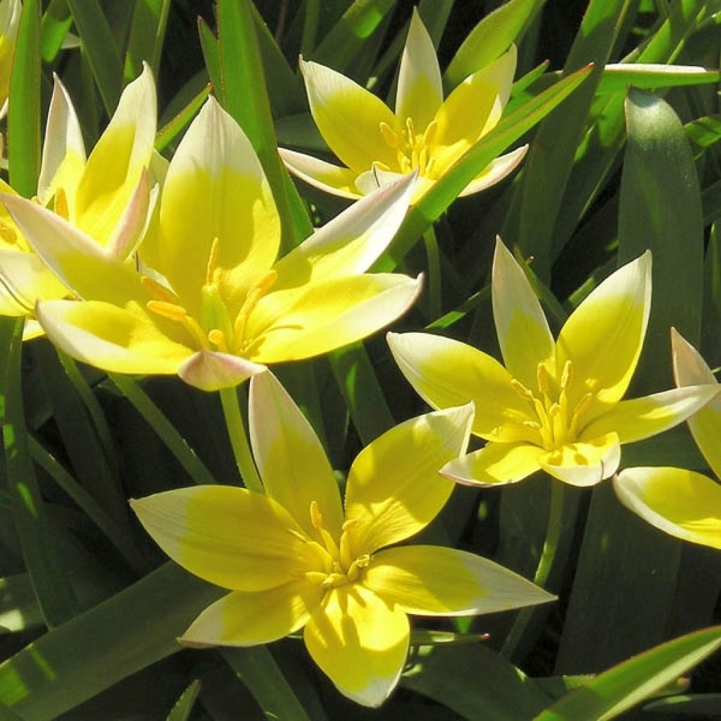 Tulipa tarda - Botanical Tulip