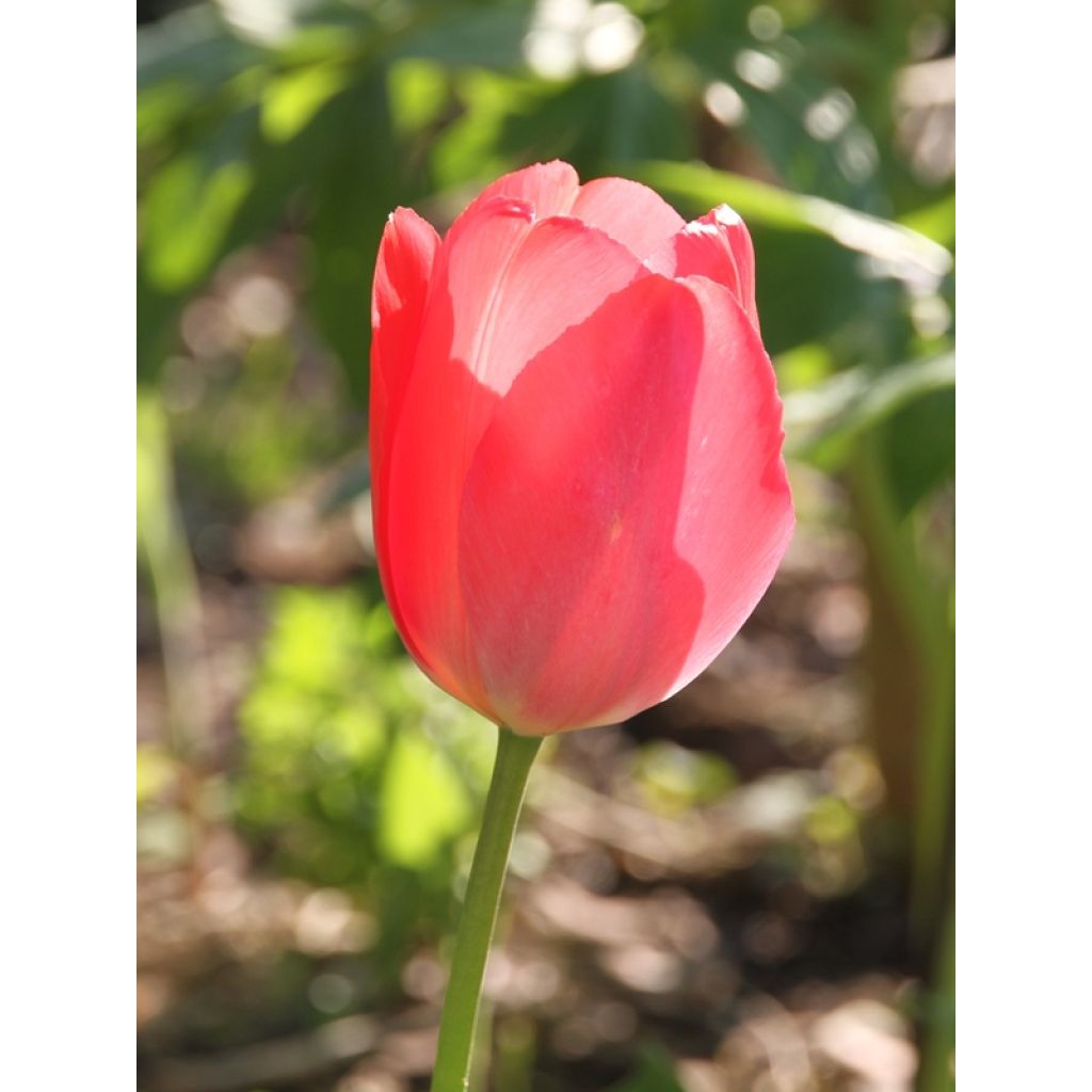 Tulipa Darwin hybrid Apeldoorn