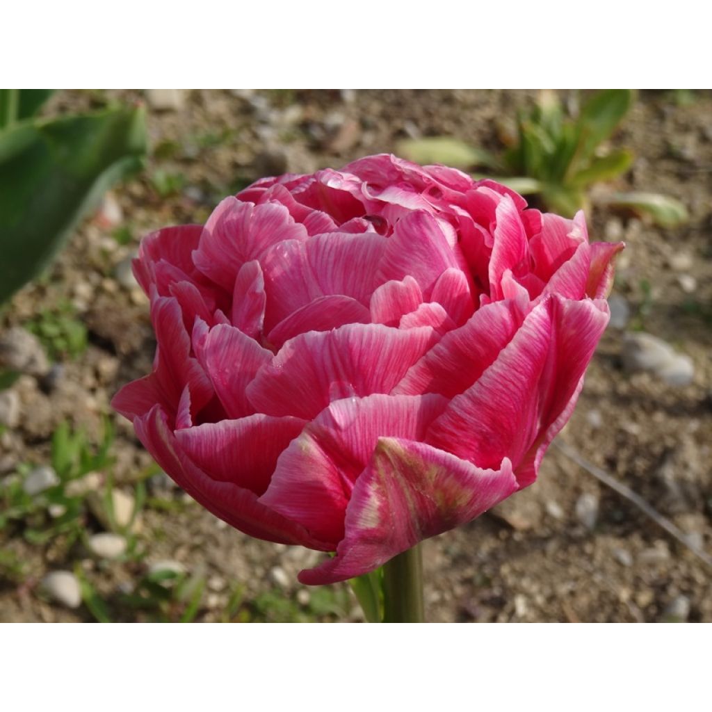 Tulipa Aveyron - Double Late Tulip