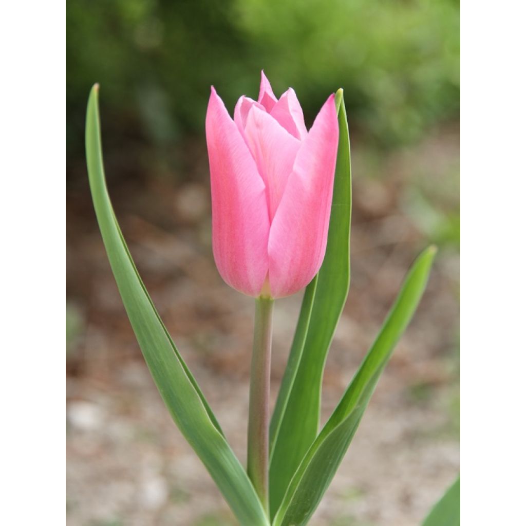 Tulipa China Pink