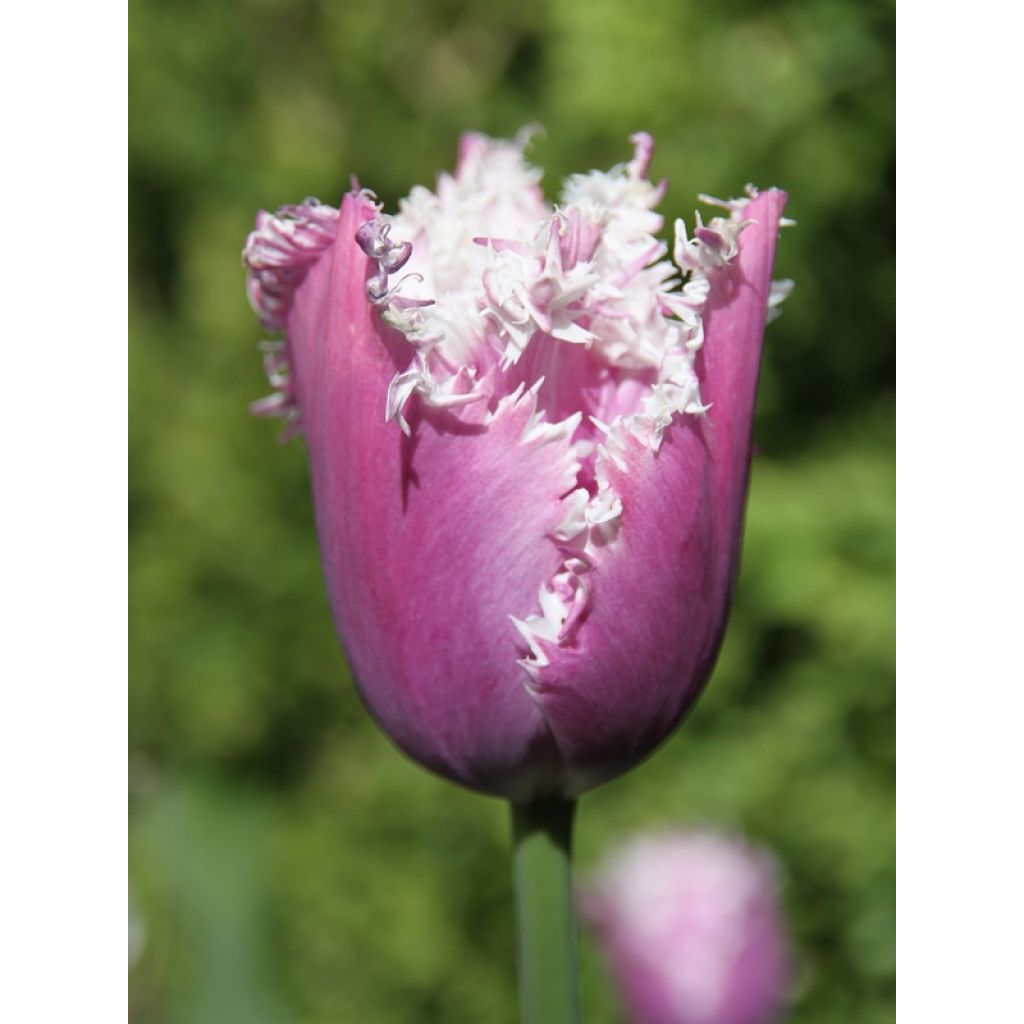Tulipa crispa Cummins - Fringed Tulip