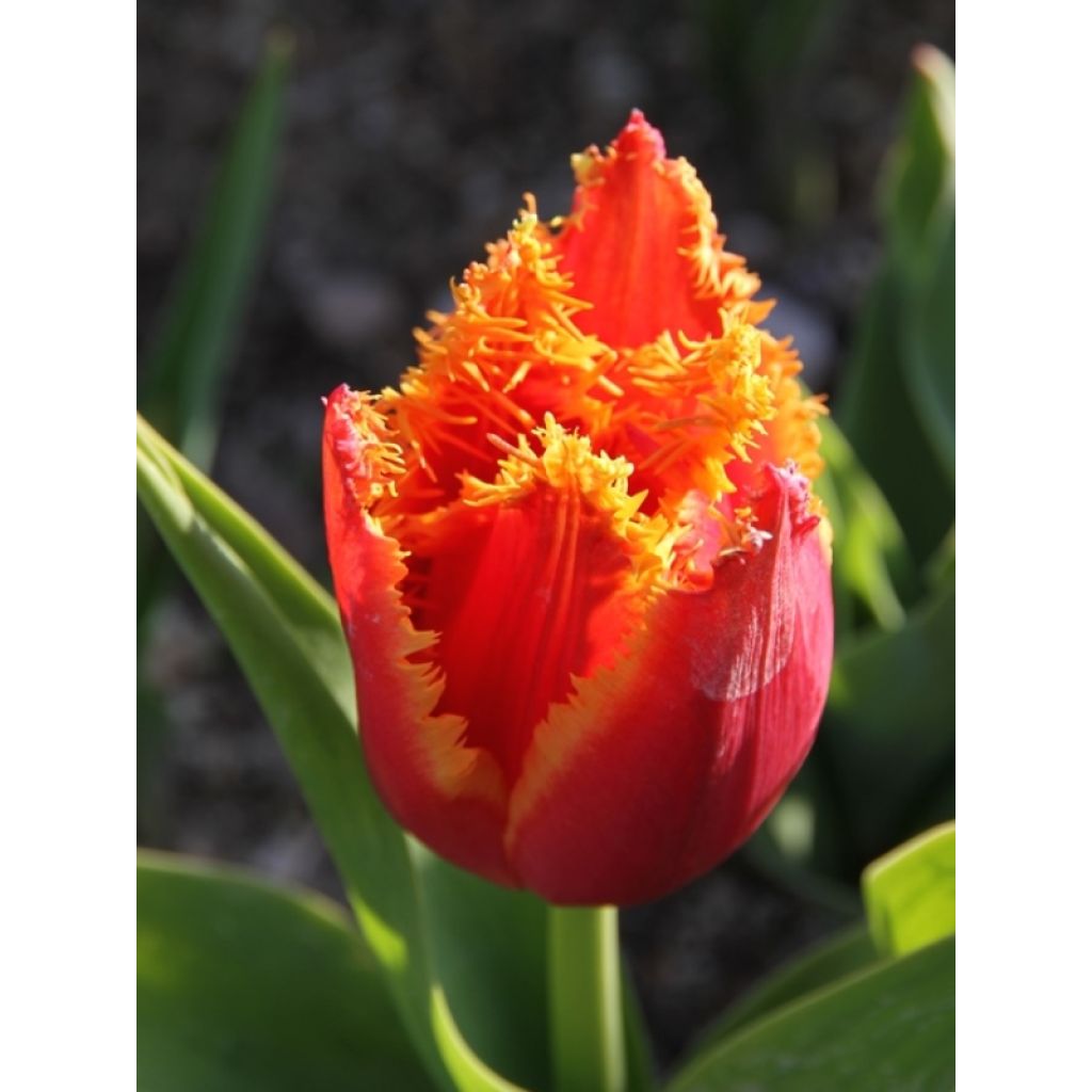 Tulipa crispa Fabio - Fringed Tulip