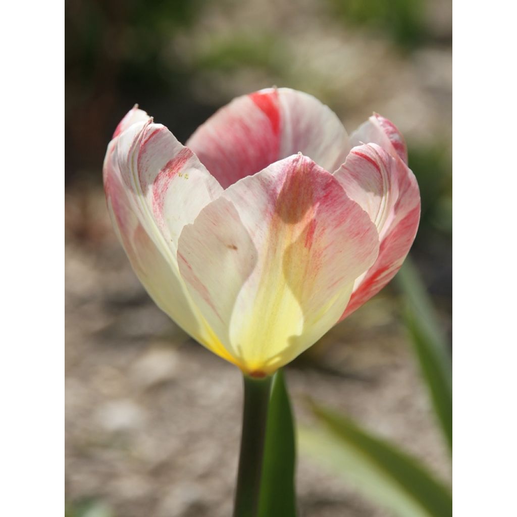 Tulipa Flaming Purissima