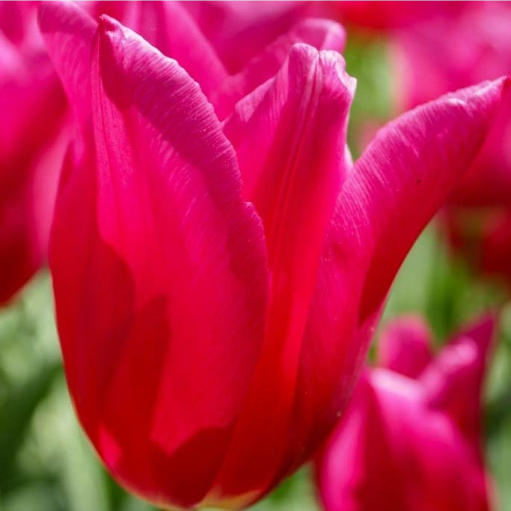 Tulipa Marietta - Lily flowering Tulip