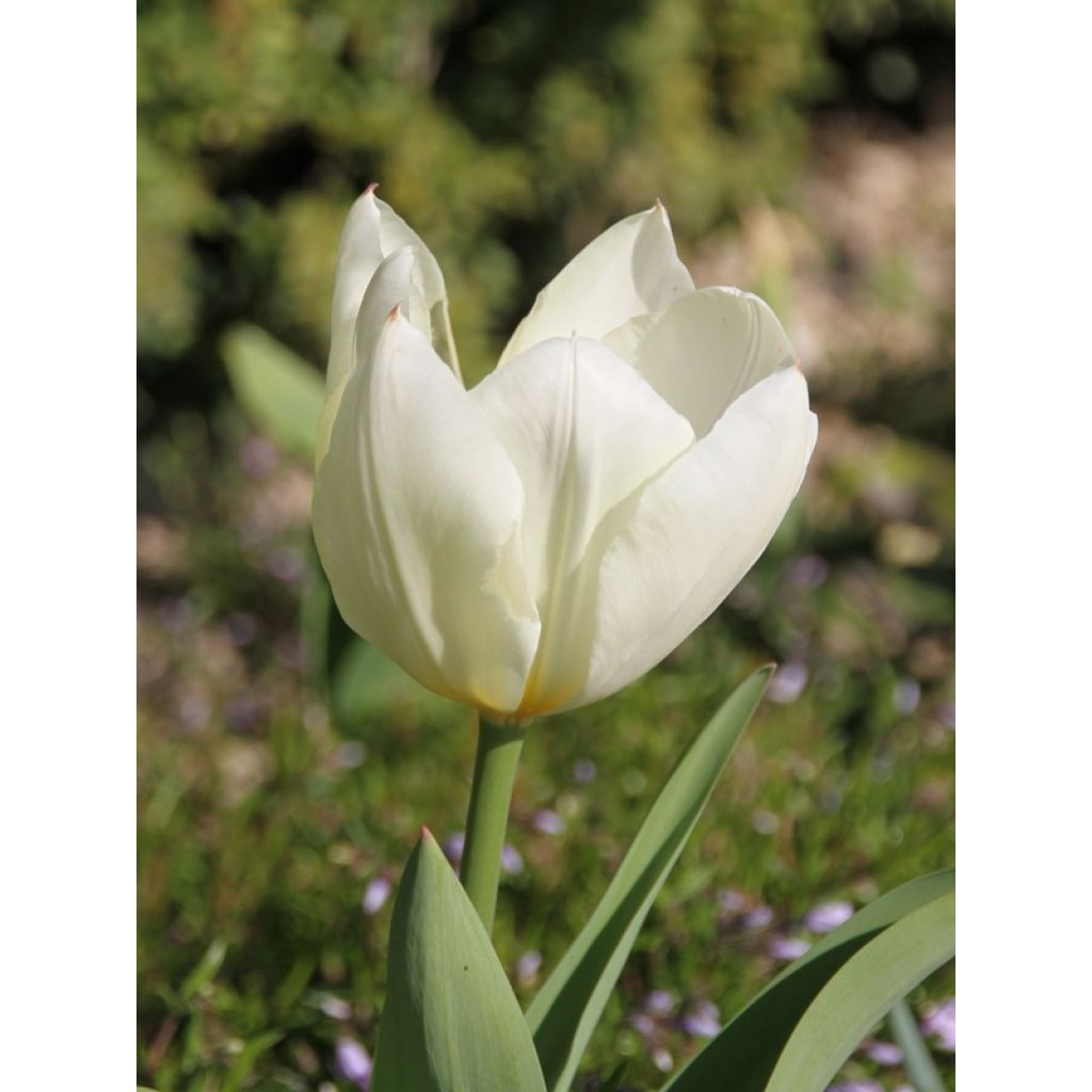 Tulipa fosteriana Purissima