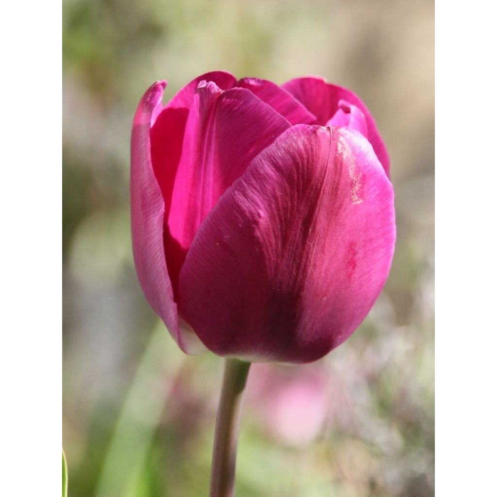 Tulipa Passionale - Triumph Tulip