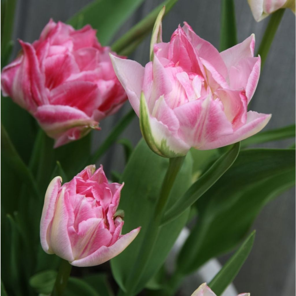 Tulipa Peach Blossom- Double Early Tulip