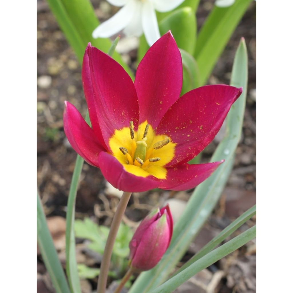 Tulipa humilis Violacea Group yellow base