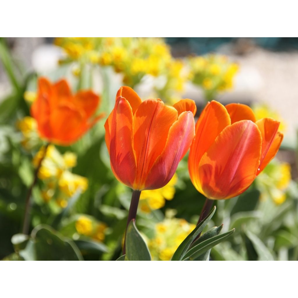 Tulipa Triumph Princesse Irene