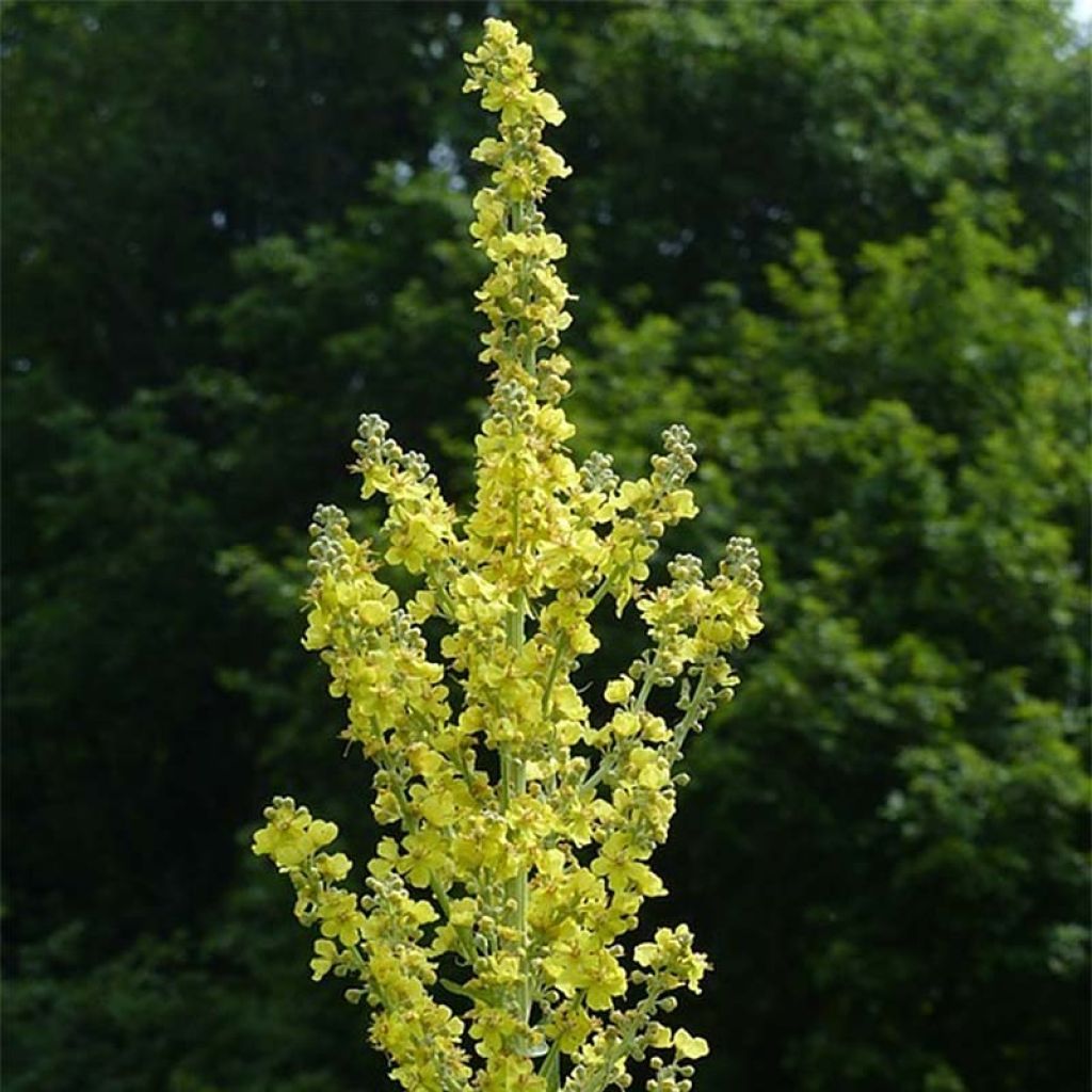 Verbascum olympicum - Olympian Mullein