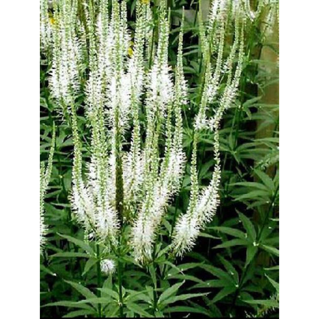 Veronicastrum virginicum Album