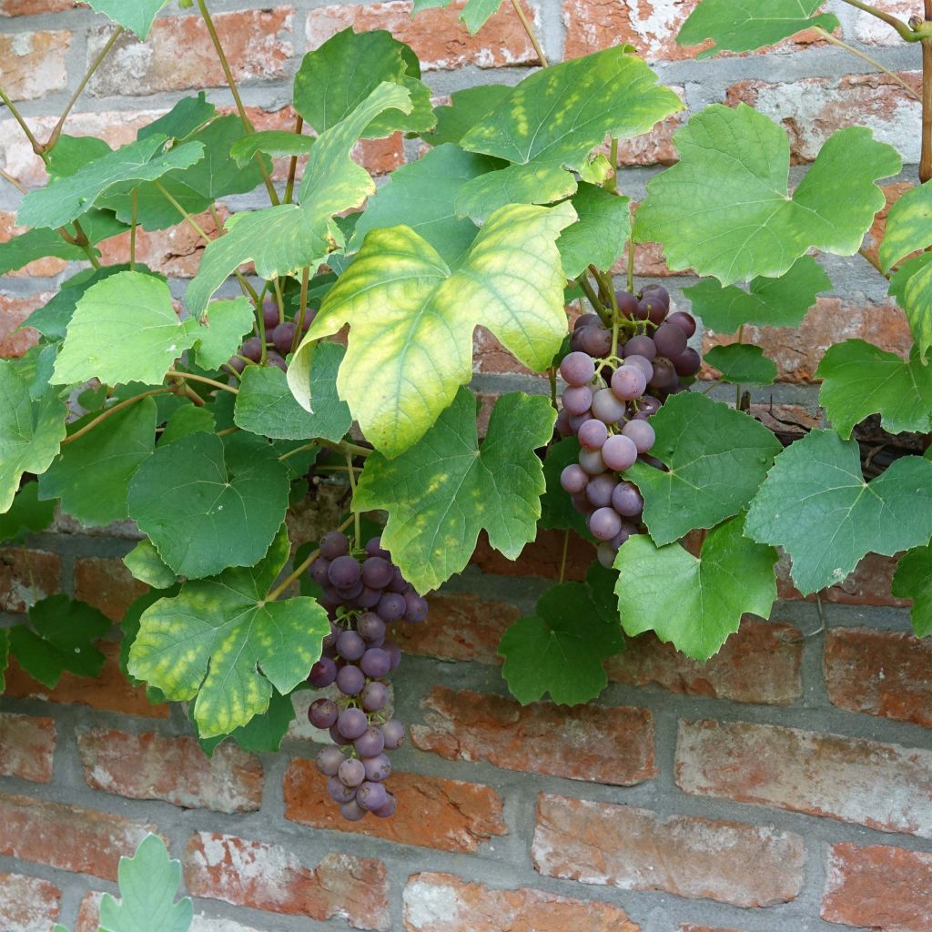 Vitis Fragola Nera - Strawberry vine