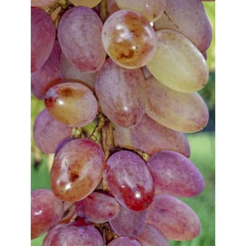 Vitis vinifera Miss Pink - Grape vine