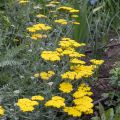 Achillea Moonshine - Achillée jaune d'or