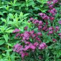 Astrance - Astrantia major Ruby Wedding