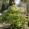 Aucuba japonica Crotonifolia - Aucuba du Japon panaché.