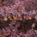 Berberis thunbergii Atropurpurea