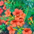 Campsis radicans x grandiflora Madame Galen