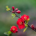 Chaenomeles superba Nicoline - Flowering Quince