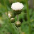 Cirsium rivulare Frosted Magic - Cirse des rives