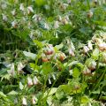 Consoude à grandes fleurs - Symphytum grandiflorum