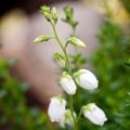 Daboecia cantabrica Alba - Bruyère de Saint Daboec blanche