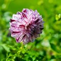 Dahlia Marble Ball