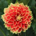 Dahlia Décoratif Maxime