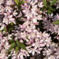 Deutzia  Yuki Cherry Blossom™ ('NCDX2')