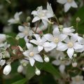 Deutzia setchuenensis  Corymbiflora