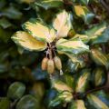 Elaeagnus pungens Variegata