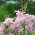 Filipendula purpurea Elegans, Reine des Près