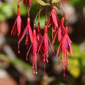 Fuchsia magellanica Riccartonii