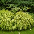 Herbe du Japon - Hakonechloa macra Aureola