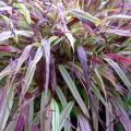 Herbe du Japon - Hakonechloa macra Naomi