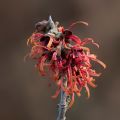 Hamamelis (x) intermedia Diane