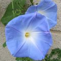 Ipomée grimpante Heavenly Blue - Ipomoea tricolor