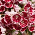 Kalmia latifolia Pinwheel - Mountain Laurel