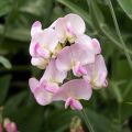 Lathyrus latifolius Pink Pearl