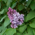 Lilas -  Syringa vulgaris