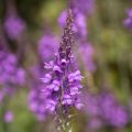 Linaria purpurea, linaire pourpre