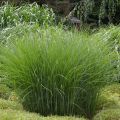 Miscanthus sinensis Gracillimus - Eulalie, Roseau de Chine