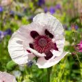 Pavot d'Orient, Papaver orientale Royal Wedding