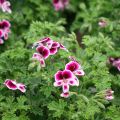 Pelargonium Mosquitaway Eva - Regal geranium