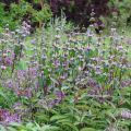 Phlomis tubéreux - Phlomis tuberosa Amazone