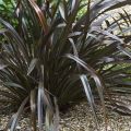 Phormium cookianum Black adder - Lin des Montagnes.